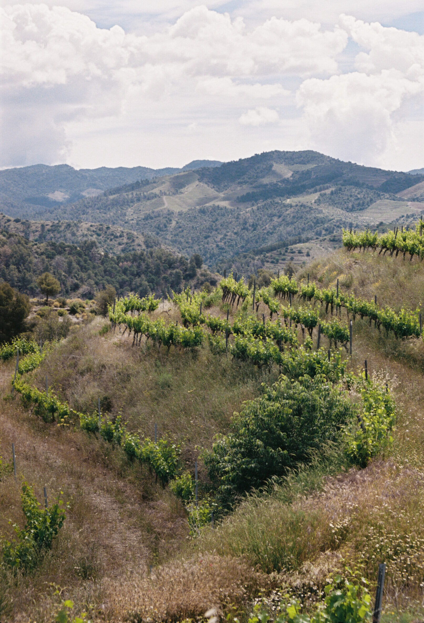 Clos Alkio Priorat